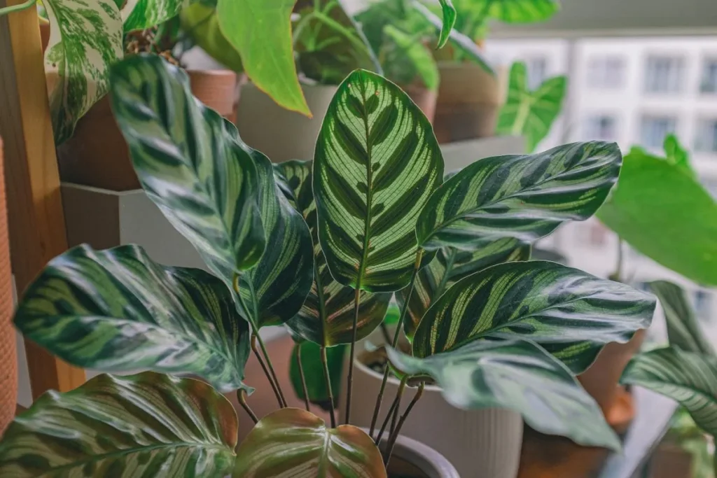 客厅放什么植物好？这6种旺风水还省心